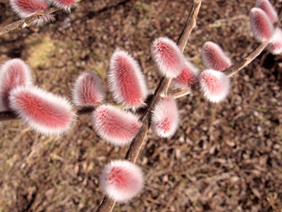 ピンクネコヤナギ 発芽苗 →１苗 もふもふで可愛い猫柳 ピンクネコヤナギ 発芽苗 →1苗 もふもふで可愛い猫柳 ネコヤナギ